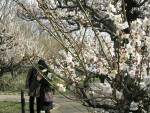 大阪城公園　梅林風景　１　「若者カップル」