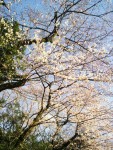 東京・目白　「おとめ山通りの桜」