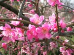 大阪城公園　梅林風景　３　「きれいな赤色」
