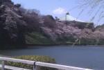 皇居お堀の桜