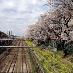 中央線東中野桜並木