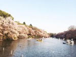東京・吉祥寺 「井の頭公園の桜」