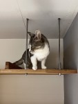 子と猫の家～マンションリノベーション
