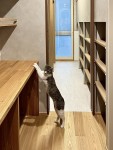 子と猫の家~マンションリノベーション